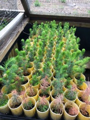 Spruce Seedlings
